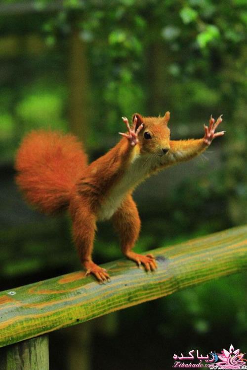 تصاویر دنیای حیوانات ( فرارو )